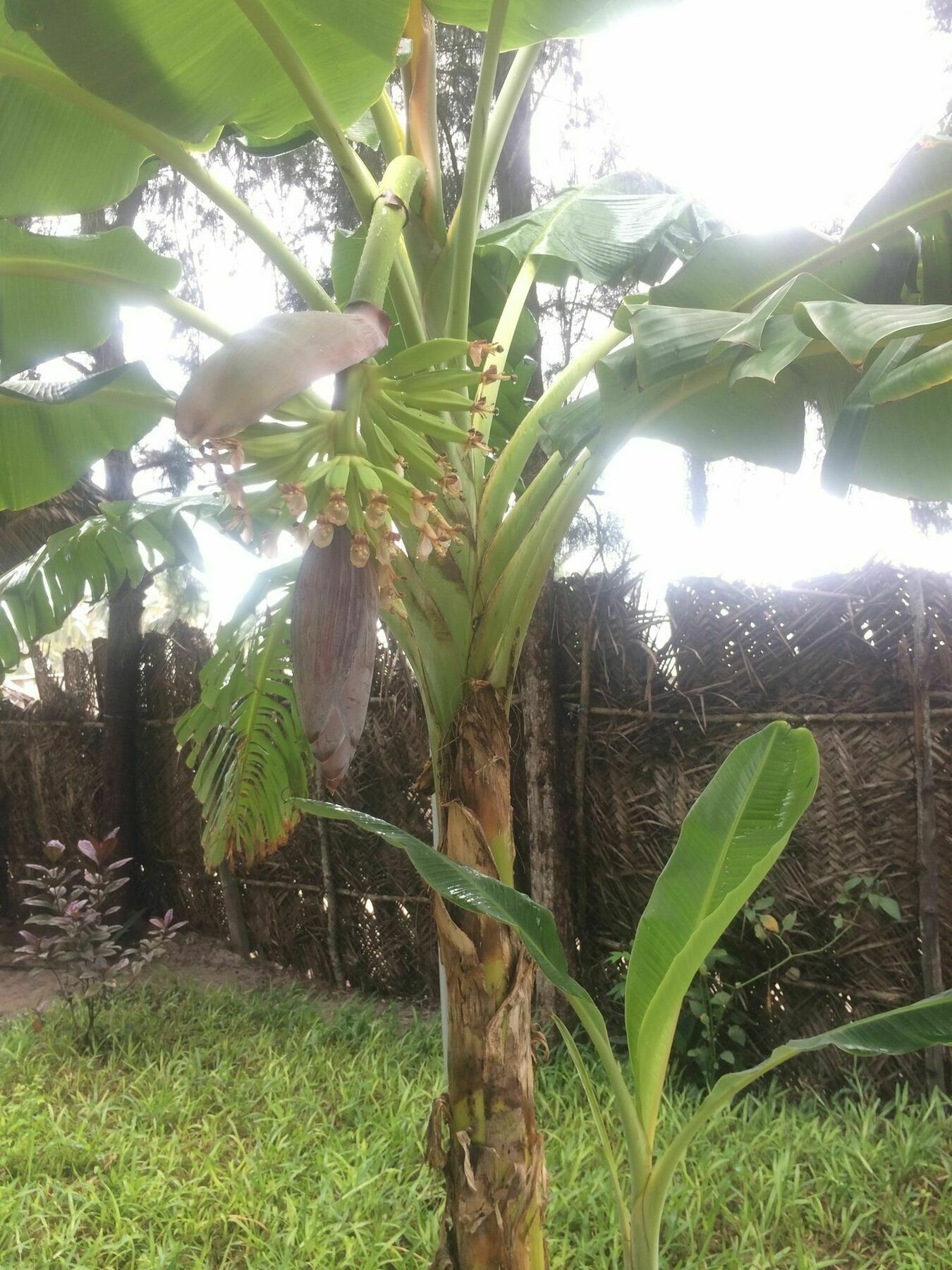 Kicheko Bungalows Nungwi Esterno foto